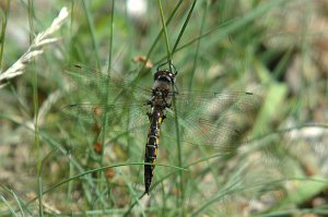 011 Common Baskettail, 2004-05310781Quabbin Park, MA